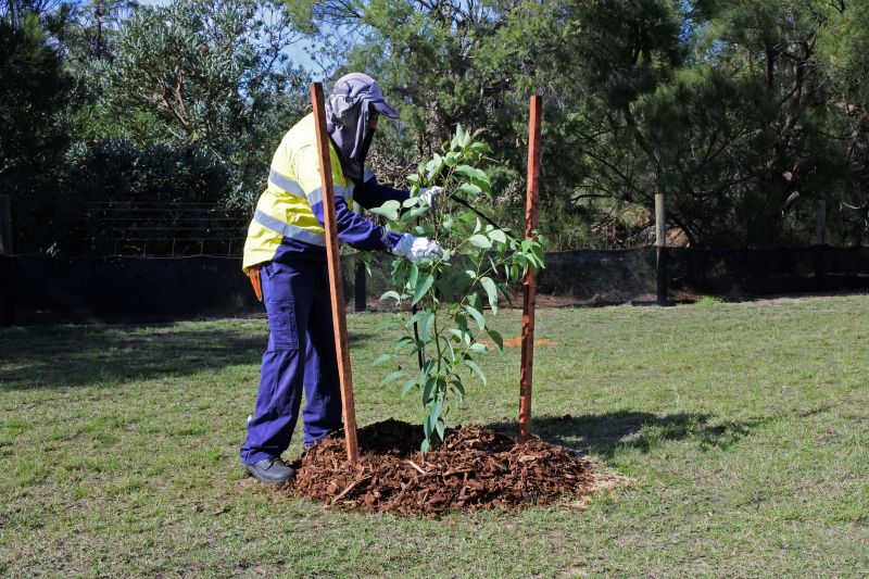 Tree Installation Service in Ventura County, CA