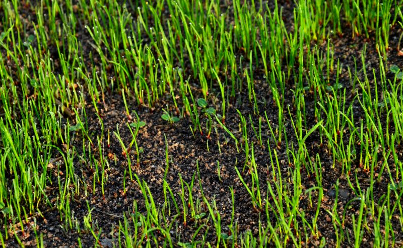 Spring Yard Restoration