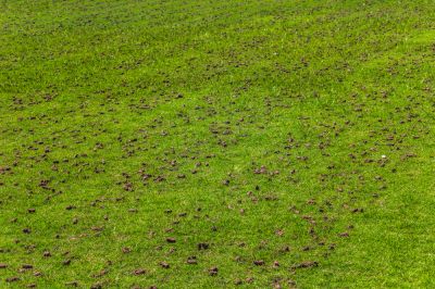 Yard Aeration Services